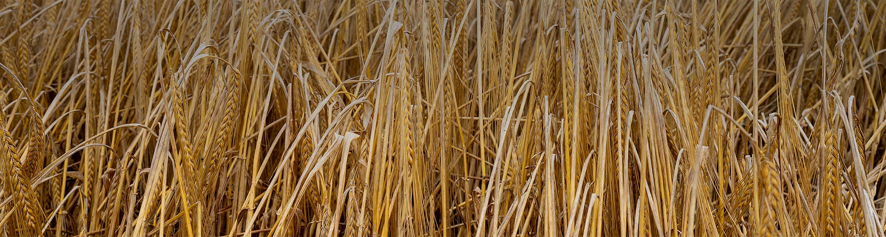 From Grain to Glas, Genusstour mit Mario Rudolf Master Distiller der St.Kilian Distillers