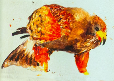 The Dramming Lads The Harris Hawk